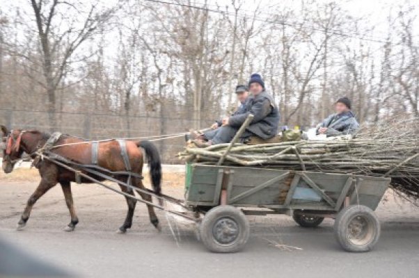 Au furat material lemnos din pădurea de la Rasova